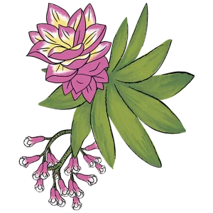 UJS_botanicals_v2 UJS_botanicals_v2