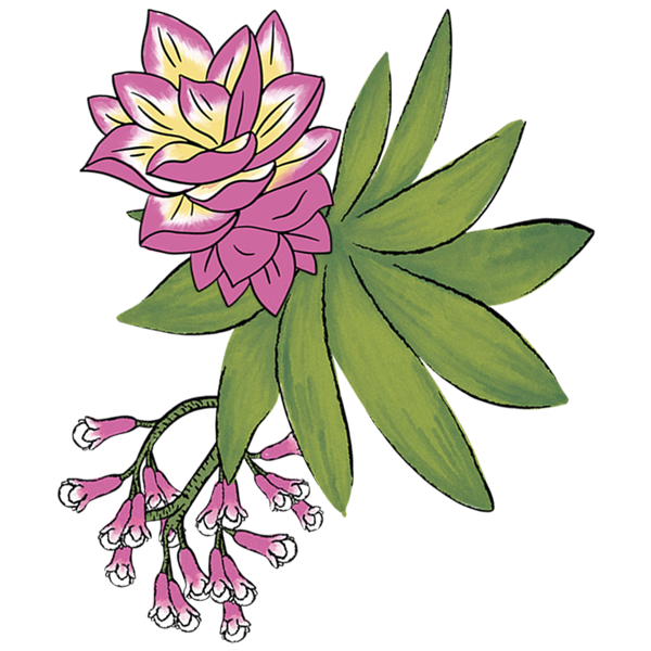 Our Team UJAMAA Spice Single Origin Zanzibar Spices