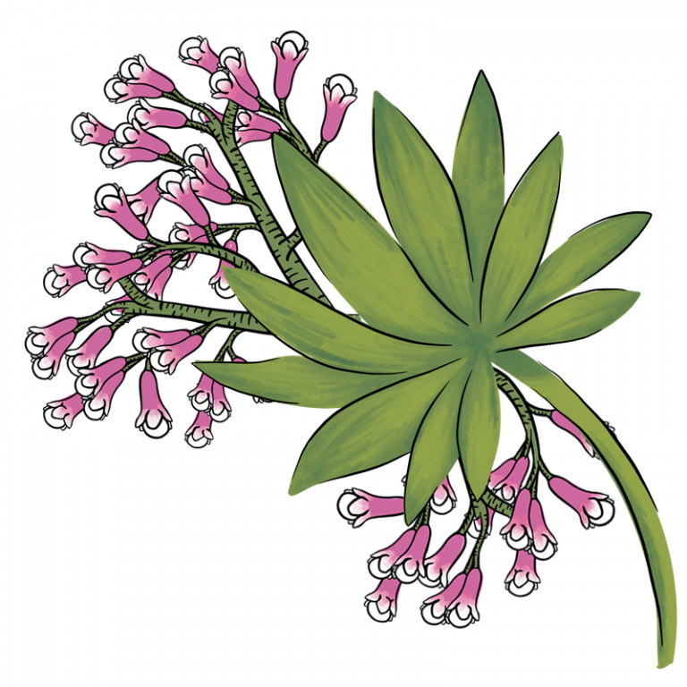 Bibi's Chai sample pack UJAMAA Spice Single Origin Zanzibar Spices