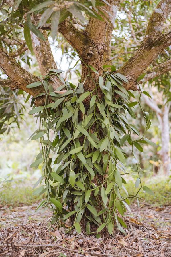 Omar's Wild Vanilla Beans grade A -